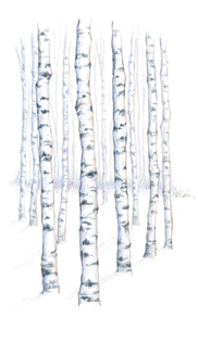 Aspen Trees